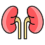 Kidney