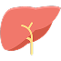 Liver